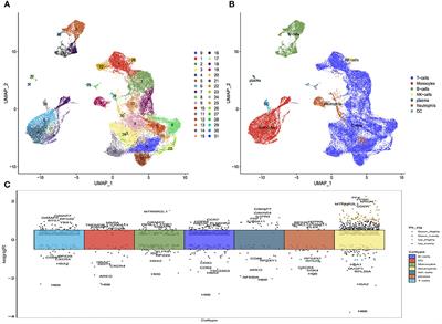Integrated analyses of single-cell transcriptome and Mendelian randomization reveal the protective role of FCRL3 in multiple sclerosis